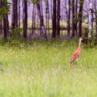 Sandhill and Son