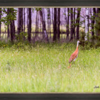 Sandhill and Son - Image 3