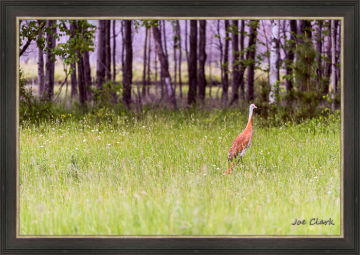 Sandhill and Son - Image 3