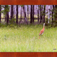 Sandhill and Son - Image 4