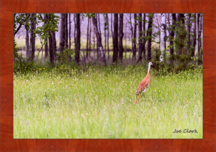 Sandhill and Son - Image 4
