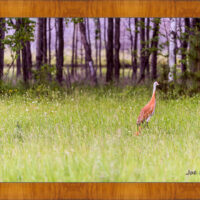 Sandhill and Son - Image 5