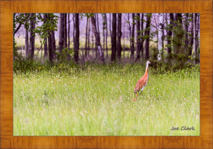 Sandhill and Son - Image 5