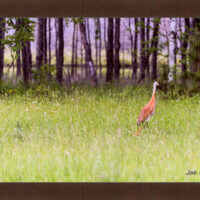 Sandhill and Son - Image 6