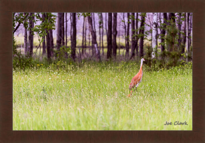 Sandhill and Son - Image 6