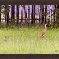 Sandhill and Son - Image 2