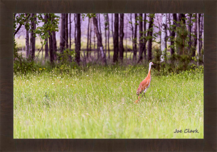 Sandhill and Son - Image 2