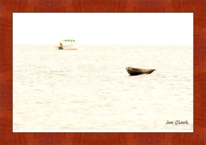 Seal Rock - Image 4