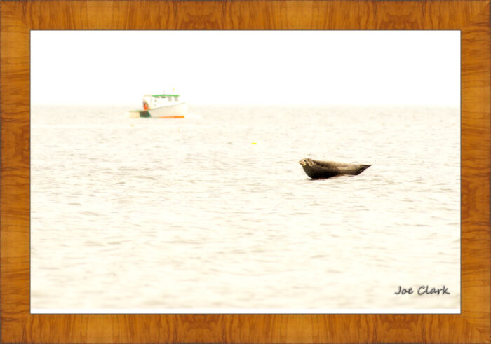 Seal Rock - Image 5