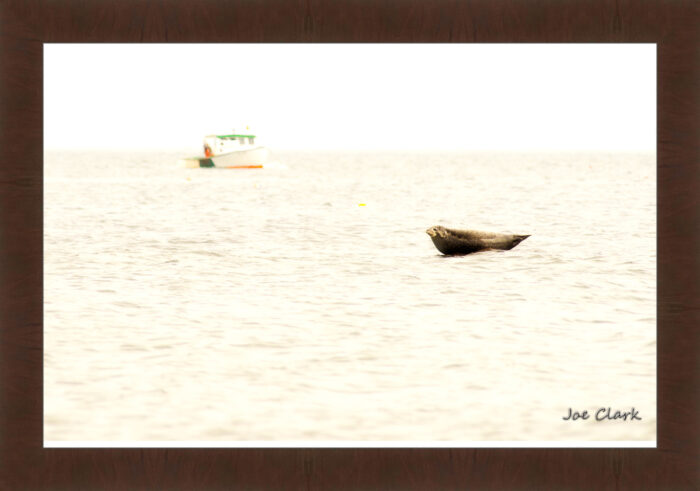 Seal Rock - Image 6