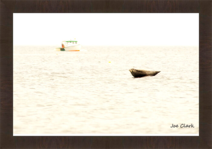 Seal Rock - Image 2