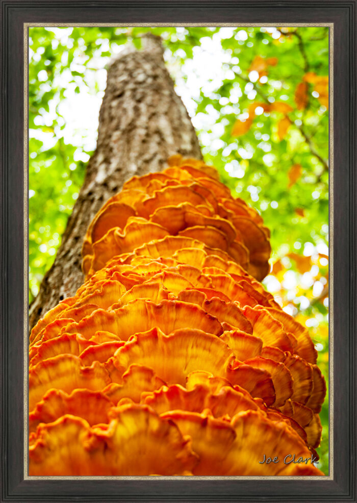 Skyward - Image 3