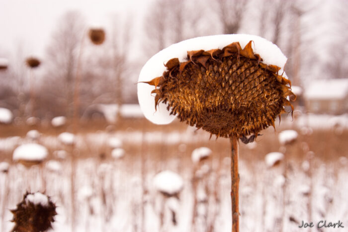 Sunflower II