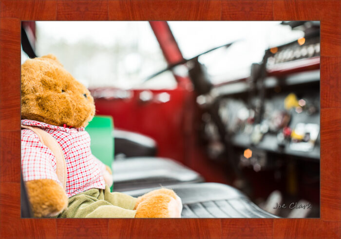 Teddy - Image 4