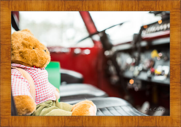 Teddy - Image 5