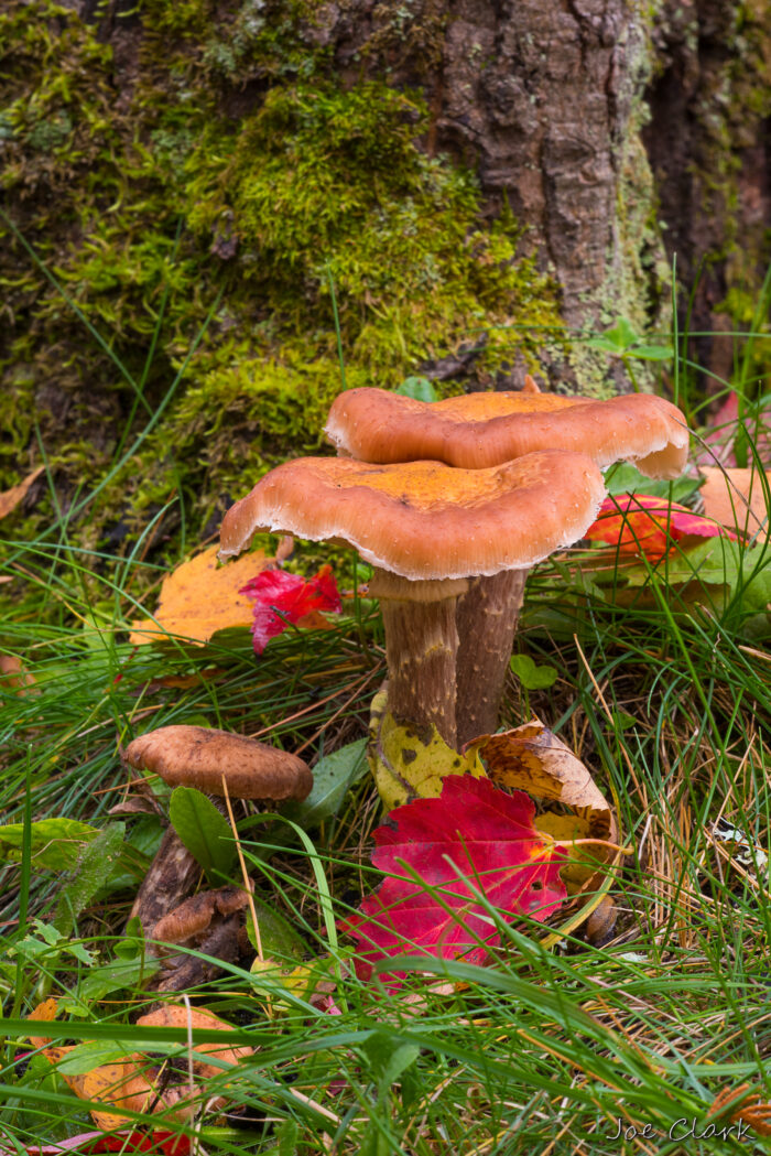 Tree Mushroom