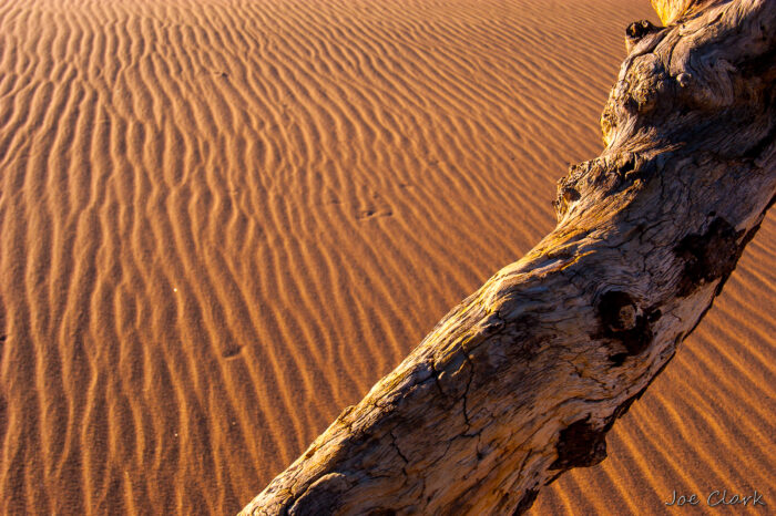 Tree and Sand
