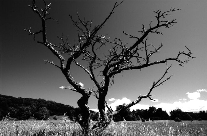 Public Lands, Tree