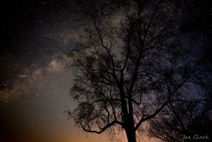 Tree of Life