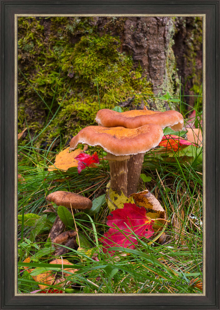 Tree Mushroom - Image 3