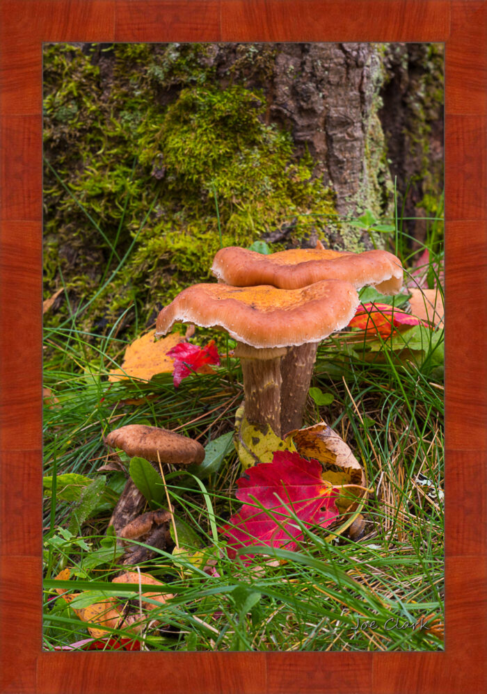 Tree Mushroom - Image 4