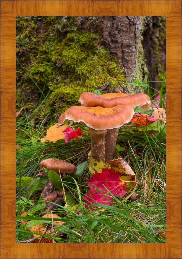 Tree Mushroom - Image 5