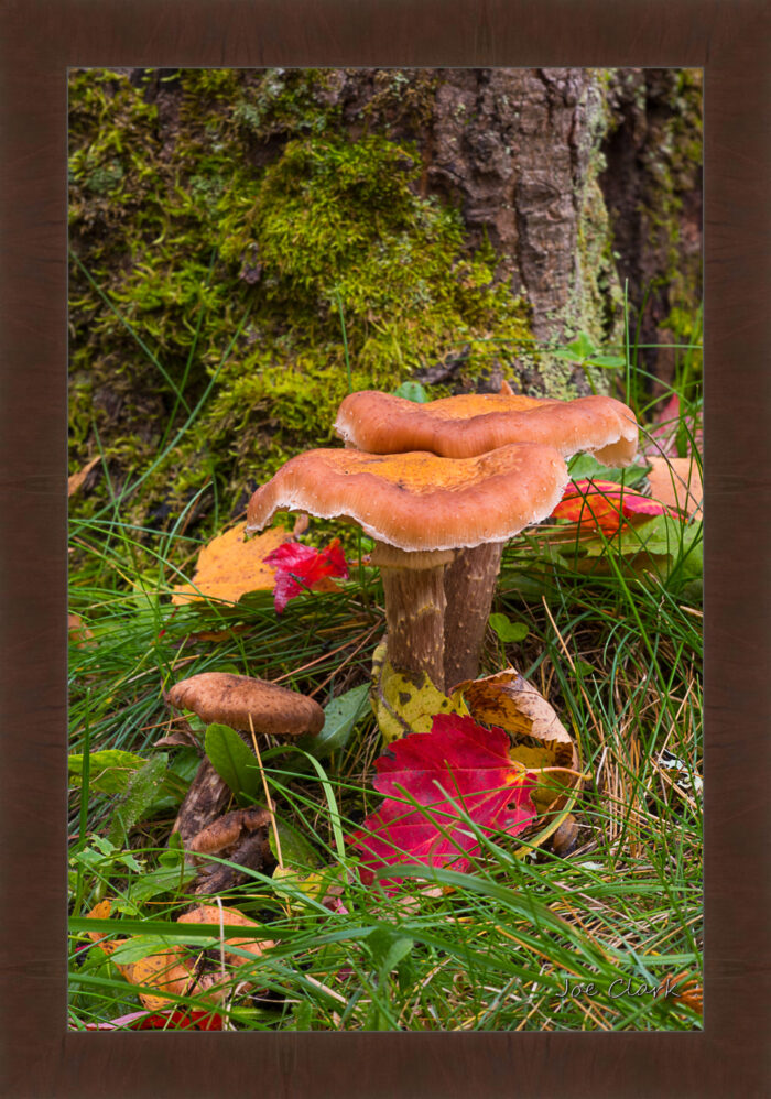 Tree Mushroom - Image 6