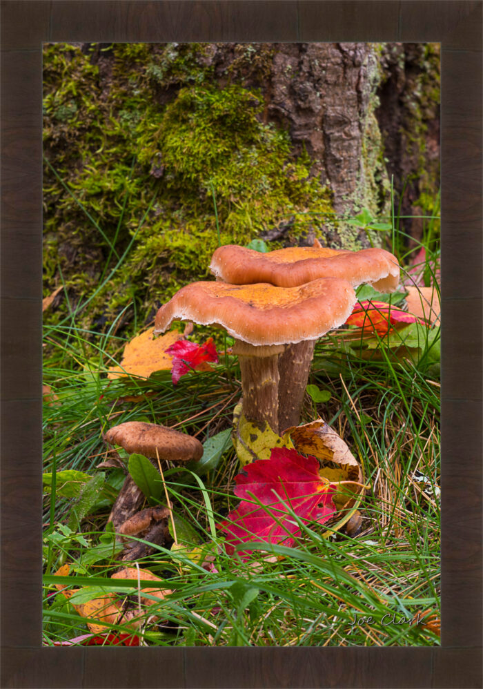 Tree Mushroom - Image 2