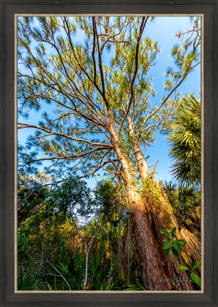 Tropical Pine - Image 3