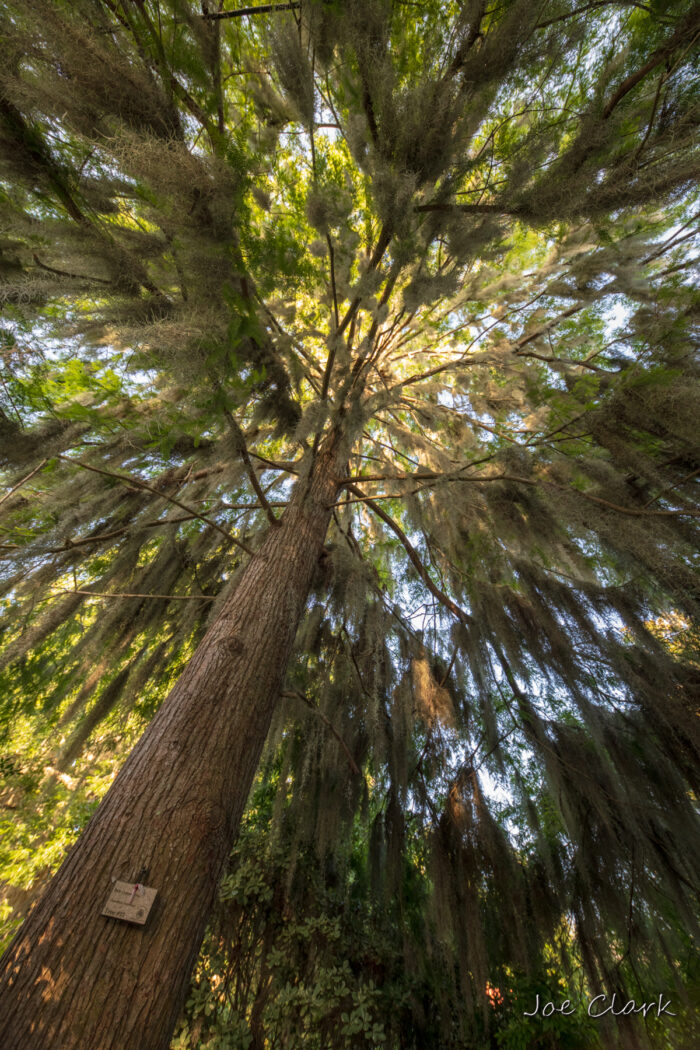 Bald Cypress