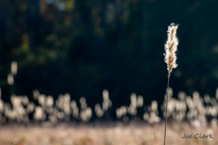 Cattail 1