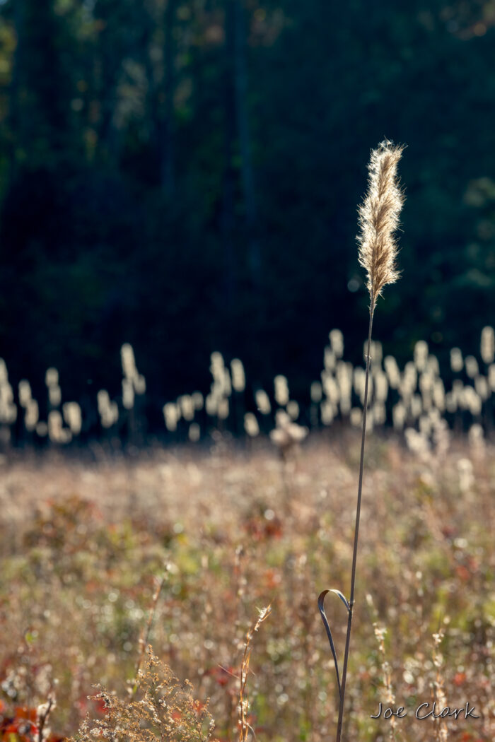 Cattail 2