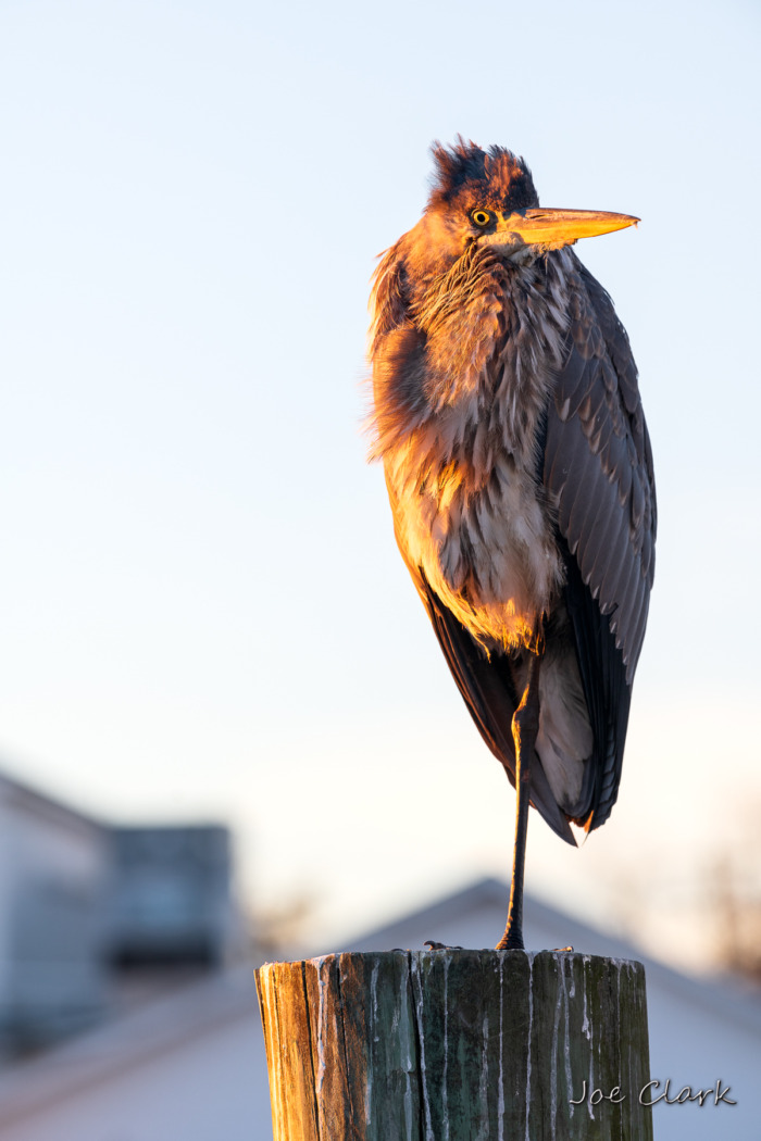 Fuel Dock Heron 1