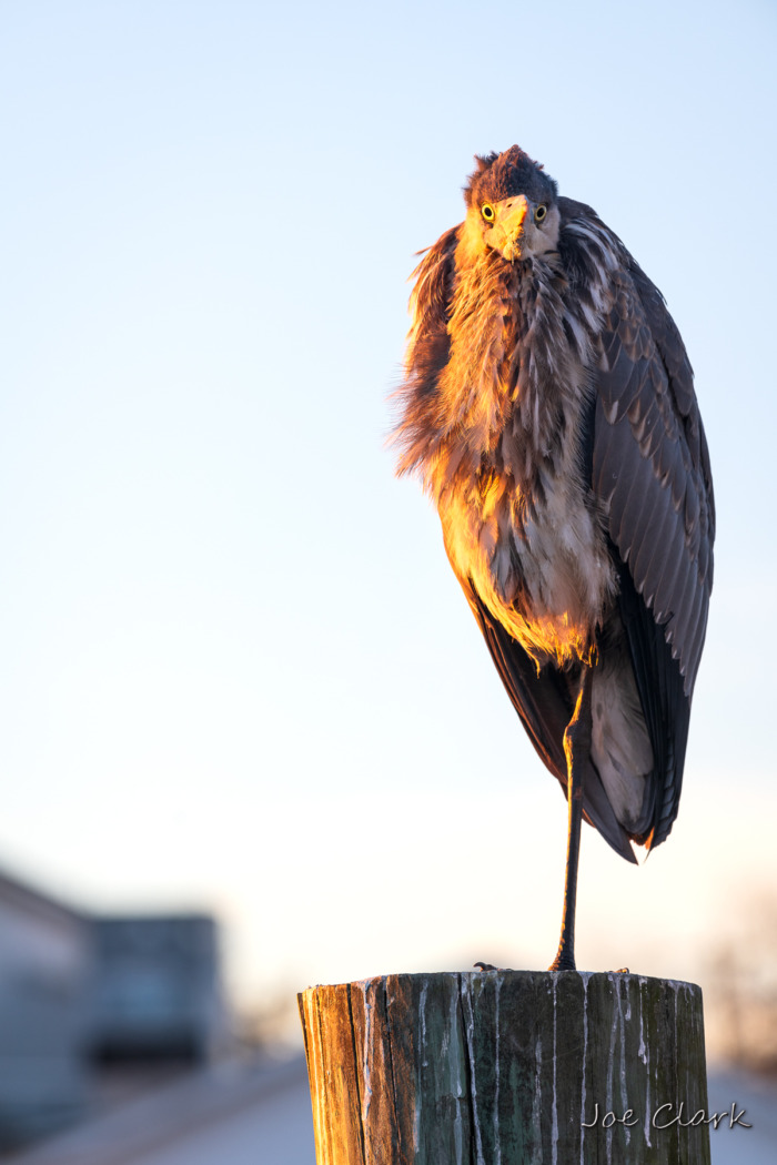 Fuel Dock Heron 2