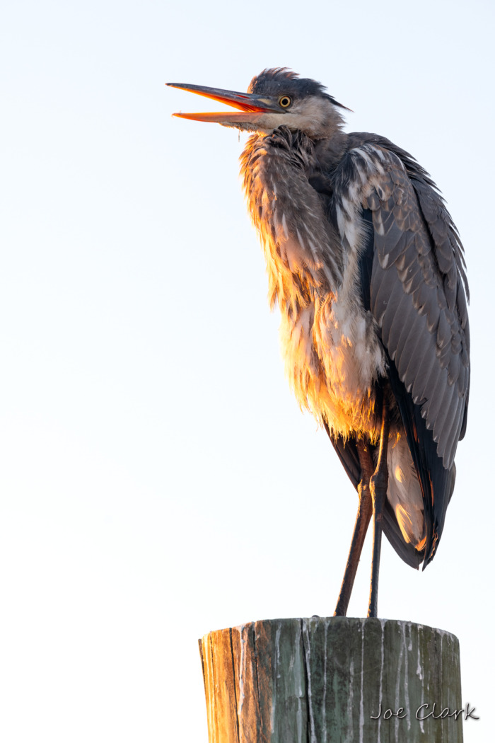 Fuel Dock Heron 3