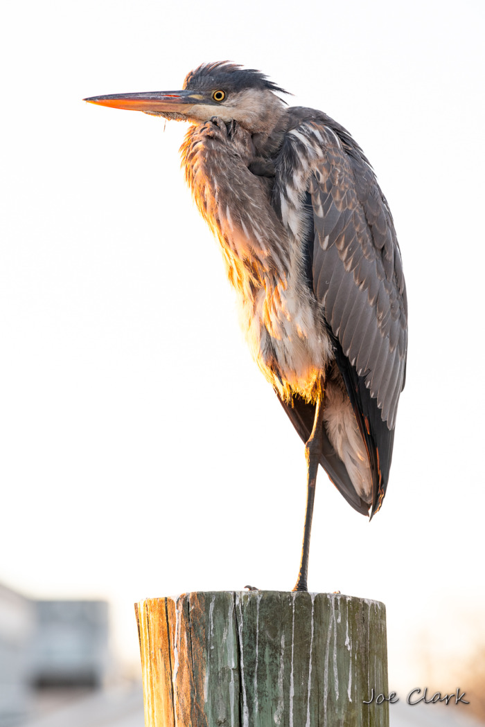Fuel Dock Heron 4